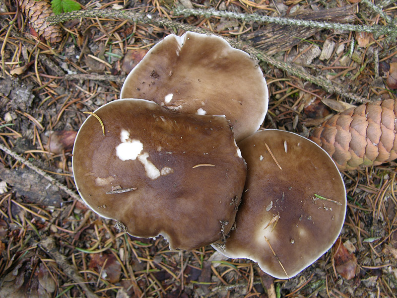 Fungo da determinare 11.